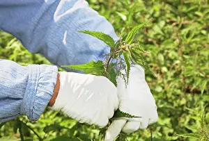 Dioica: Nettle