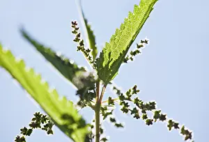 Vein: Nettle