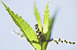 Vein: Nettle