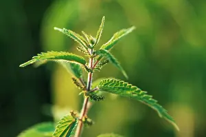 Dioica: Nettle