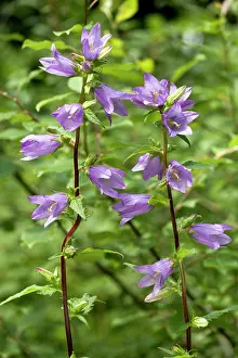 Campanula: Nettle-leaved Bellflower