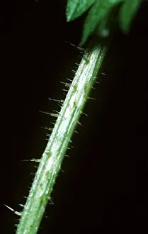 Stinging: NETTLE STEM - stinging hairs close-up