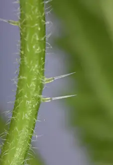 Dioica: Nettle - Stinging hairs
