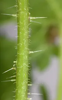 Dioica: Nettle - Stinging hairs