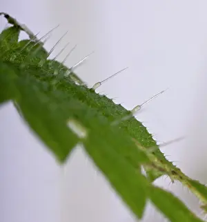 Dioica: Nettle - Stinging hairs