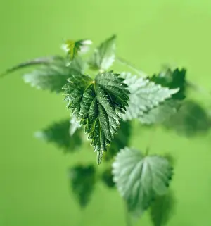 Stinging: Nettle, Stinging nettle, Urtica dioica, A group