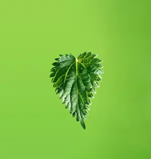 Stinging: Nettle, Stinging nettle, Urtica dioica, A single