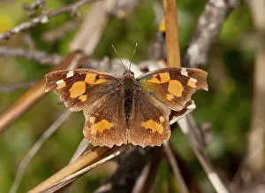 Celtis: Nettle-tree butterfly