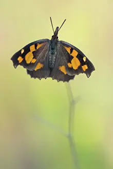 Celtis: Nettle-tree Butterfly
