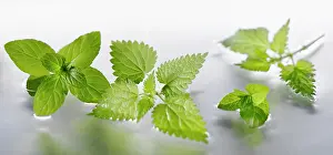 Arranged: Nettle, Urtica dioica sprigs arranged with peppermint