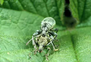 Weevils: Nettle Weevil - pair mating among nettle spines