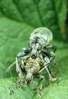 Ailsa Hopkin: Nettle Weevil - pair mating among nettle spines