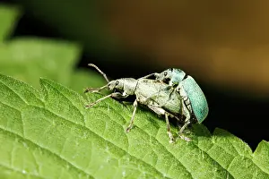 Phyllobius: Nettle Weevils - pair mating on nettle leaf