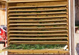 Teas: Nettles being dried in solar drier for use in herbal tea