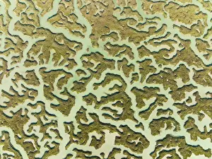 Channels: Network of channels and streams at low tide. In