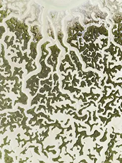 Meandering: Network of dry channels and streams at low tide