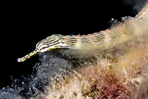 Corythoichthys: Network Pipefish