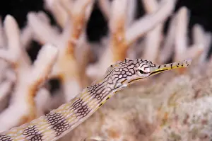 Pipefish: Network Pipefish