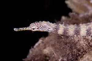 Pipefish: Network Pipefish