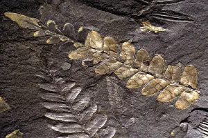 Neuropteris: Neuropteris & Alethopteris Fossils