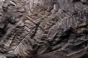 Gymnosperm: Neuropteris & Alethopteris Fossils