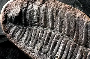 Neuropteris: Neuropteris Fossil