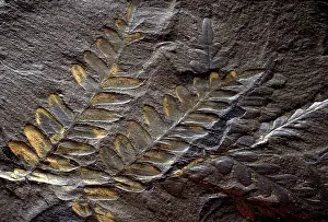 Neuropteris: Neuropteris Fossil