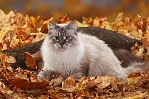 Siberia: Neva Masquarade, Siberian Forest Cat, Siberian Cat, Siberia