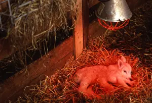 Electrical: New born abnormal lamb with 6 paws Belgium