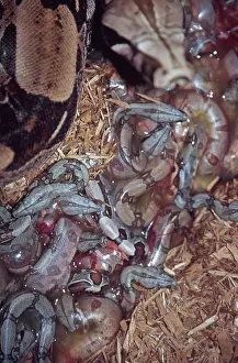 Live: New Born Red-tail Boa Constrictors