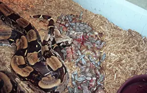 Live: New Born Red-tail Boa Constrictors