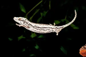 Gargoyle: New Caledonia Gargoyle Gecko, Rhacodactylus