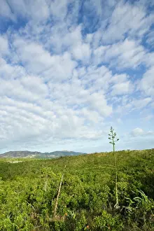 Caledonia: New Caledonia, North-West Grande Terre Island