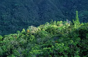 Kagus: New Caledonia - Pacific Islands - Blue River Regional