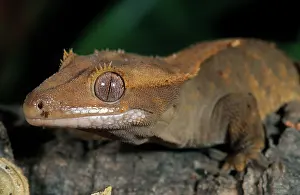 Caledonian: New Caledonian Crested Gecko