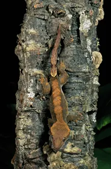 Caledonian: New Caledonian Crested Gecko