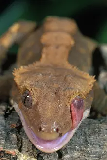 Geckos: New Caledonian Crested Gecko