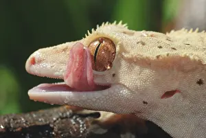 Geckos: New Caledonian Crested Gecko