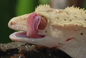 Geckos: New Caledonian Crested Gecko