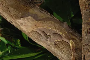 Geckos: New Caledonian Crested Gecko