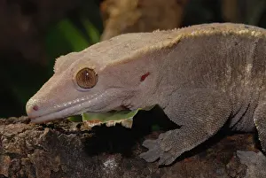 Geckos: New Caledonian Crested Gecko