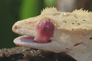 Geckos: New Caledonian Crested Gecko