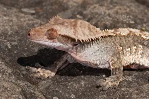 Geckos: New Caledonian crested gecko