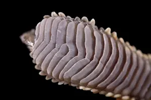Caledonian: New Caledonian Crested Gecko - Biomimicry - Gecko's
