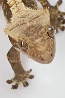 Caledonian: New Caledonian Crested Gecko - Head