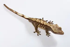 Caledonian: New Caledonian Crested Gecko - Young