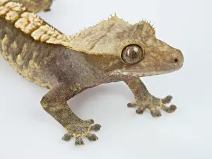 Caledonian: New Caledonian Crested Gecko - Young specimen -