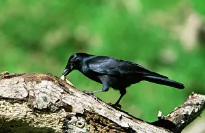 Moneduloides: New Caledonian CROW - extracting grub from tree