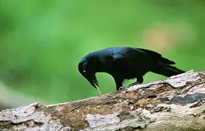 Moneduloides: New Caledonian CROW - feeding
