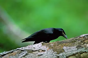 Moneduloides: New Caledonian Crow - Using tool to dislodge worms